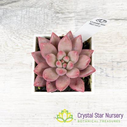 Echeveria 'Goldfish Hime' 金鱼姬/Jin Se Ji