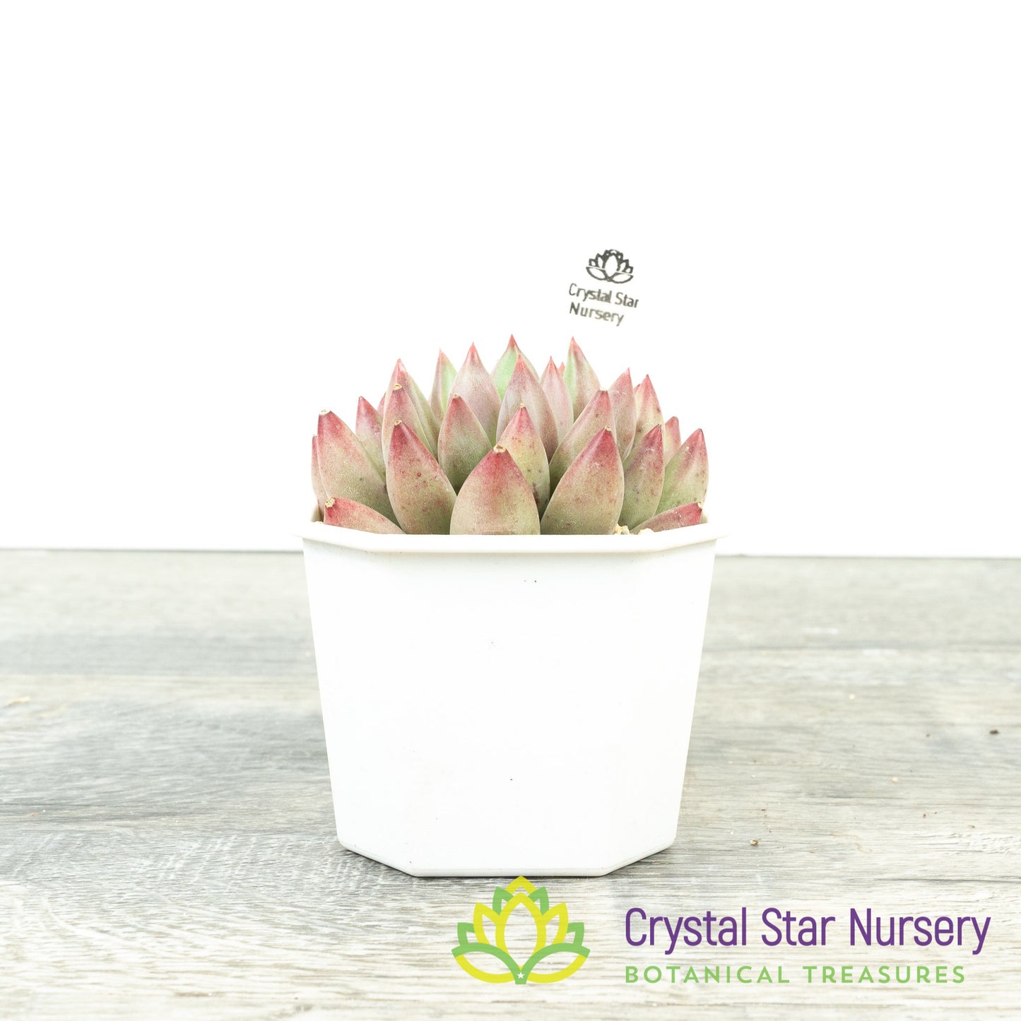 Echeveria 'Goldfish Hime' 金鱼姬/Jin Se Ji
