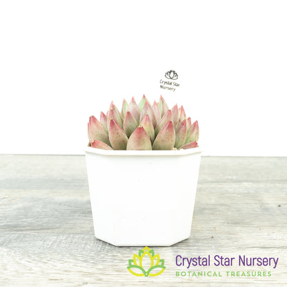 Echeveria 'Goldfish Hime' 金鱼姬/Jin Se Ji