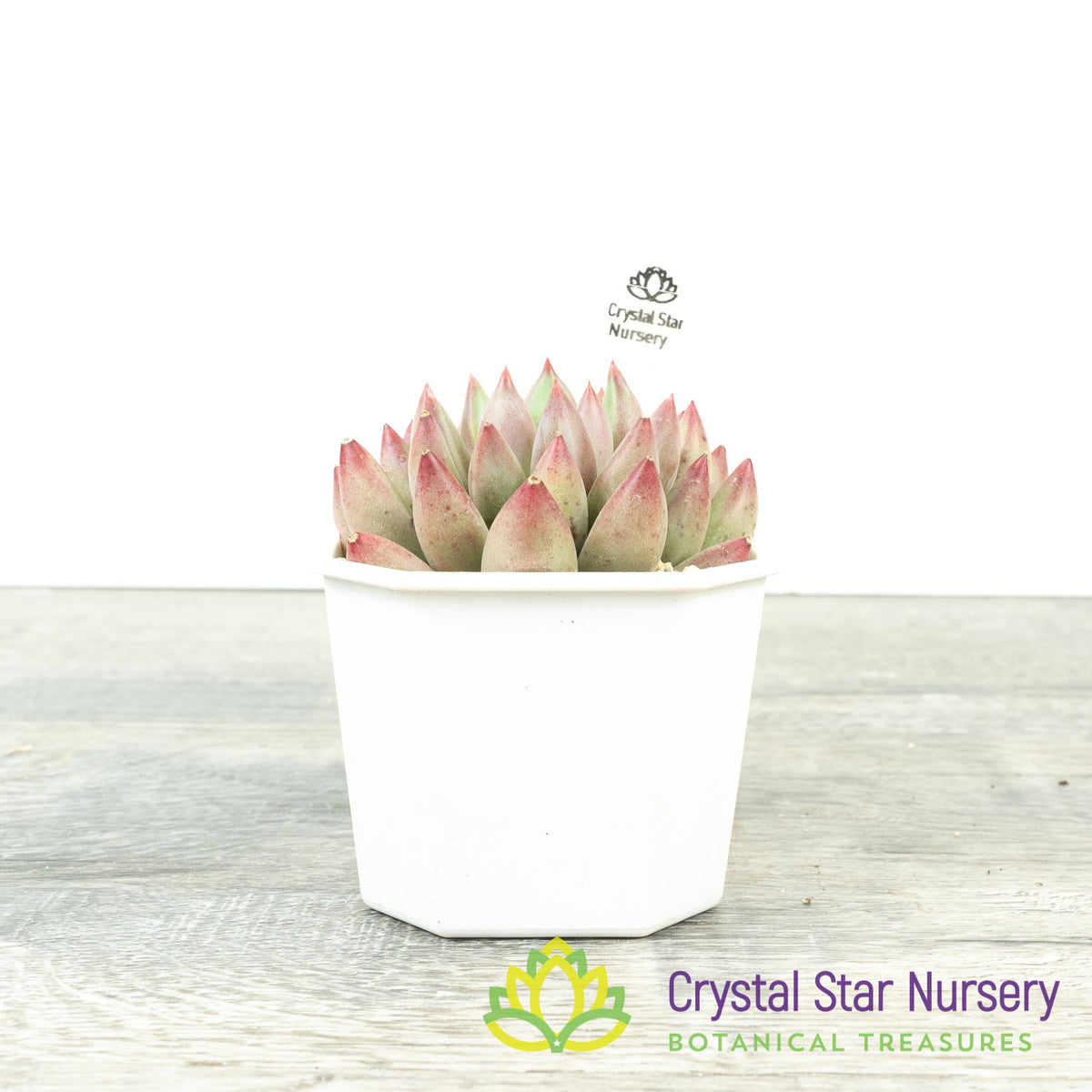 Echeveria &#39;Goldfish&#39;
