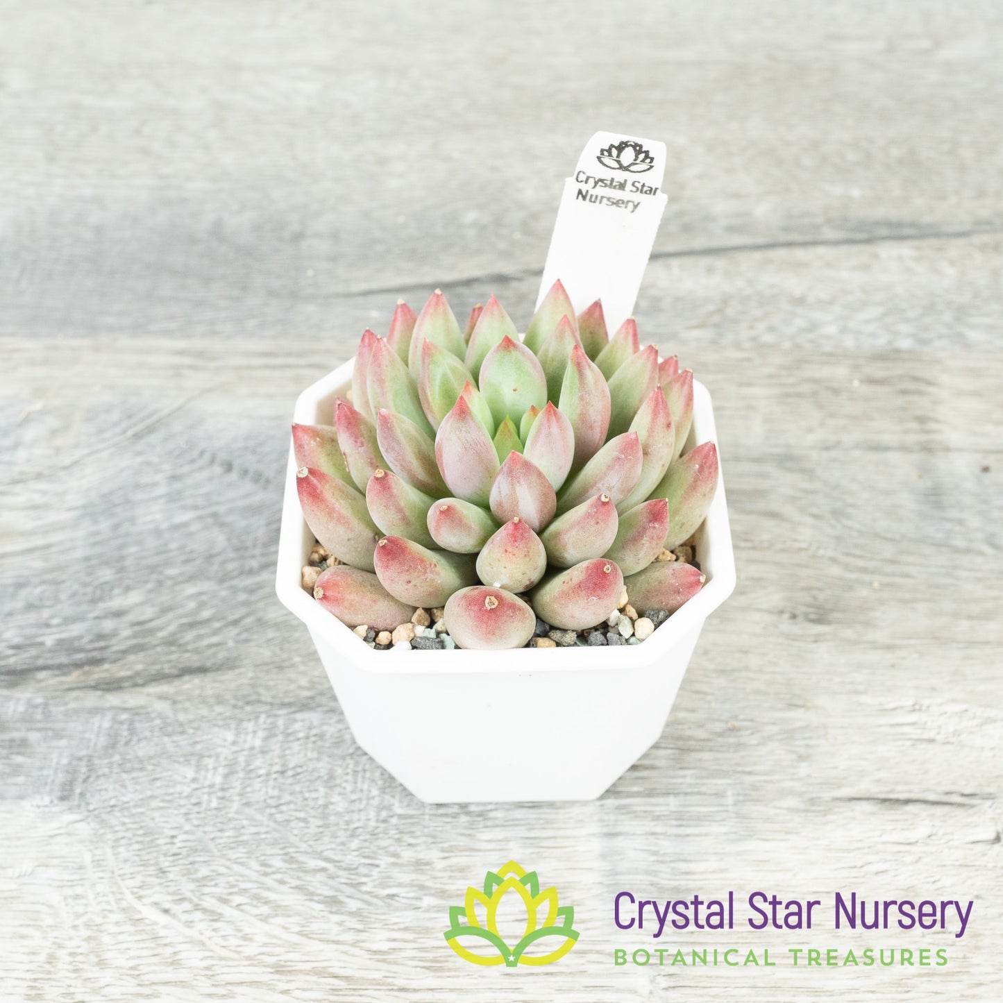 Echeveria 'Goldfish Hime' 金鱼姬/Jin Se Ji