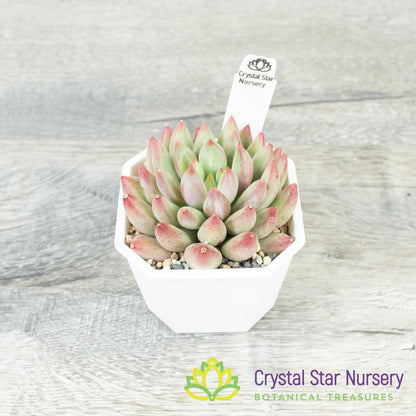 Echeveria 'Goldfish Hime' 金鱼姬/Jin Se Ji