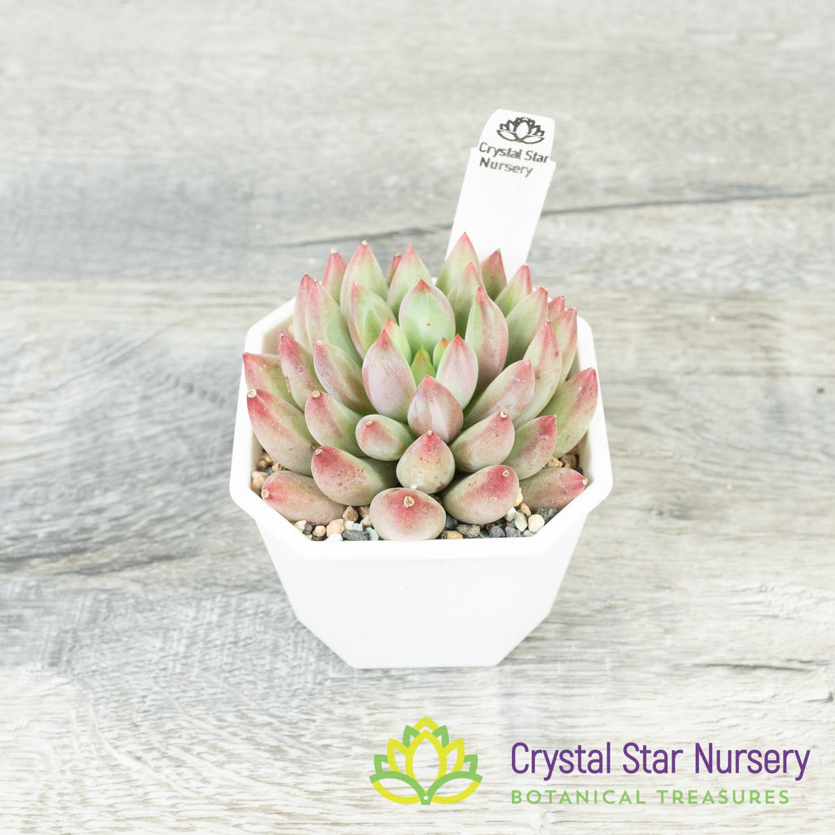 Echeveria &#39;Goldfish&#39;