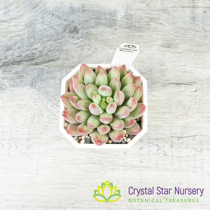 Echeveria 'Goldfish Hime' 金鱼姬/Jin Se Ji