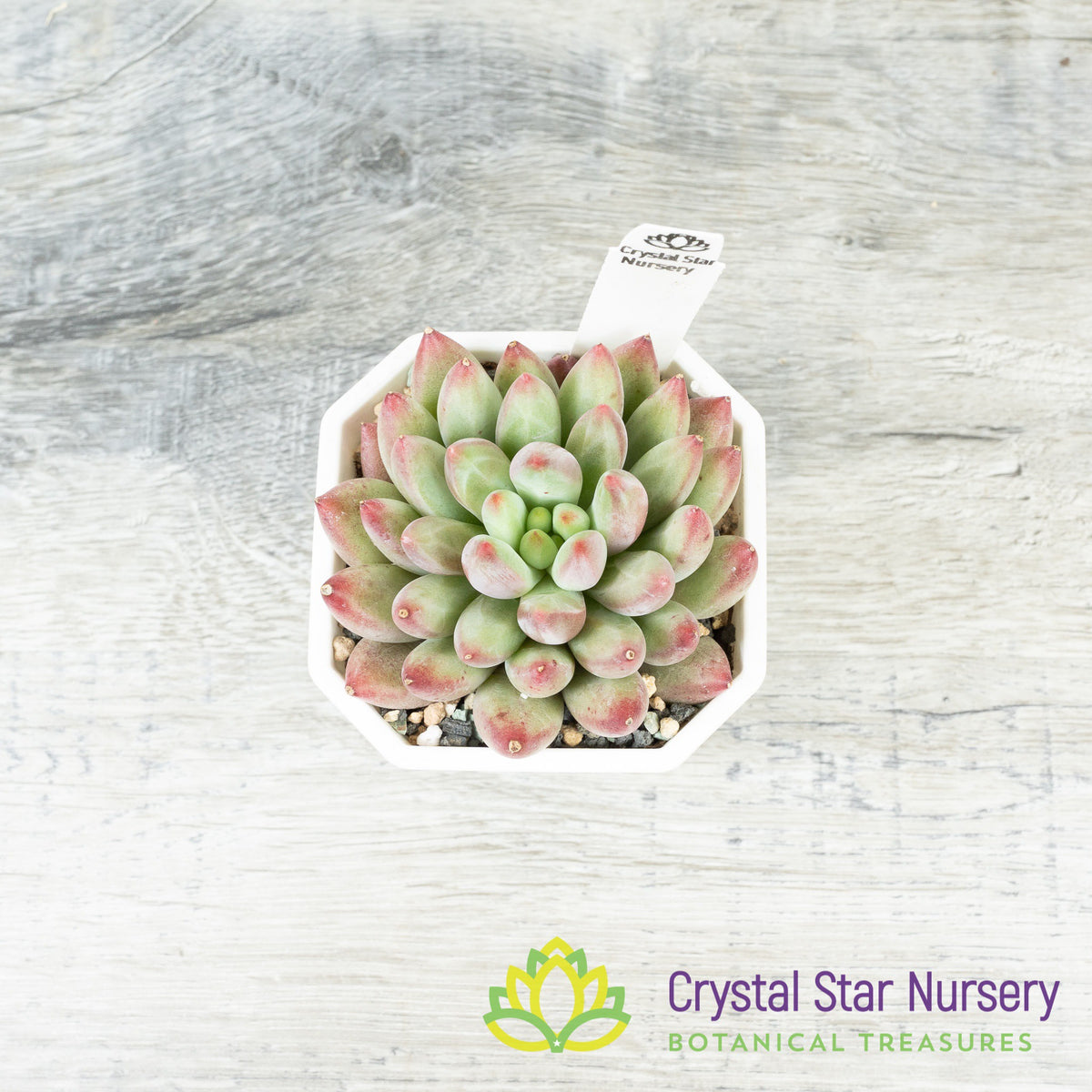 Echeveria &#39;Goldfish&#39;