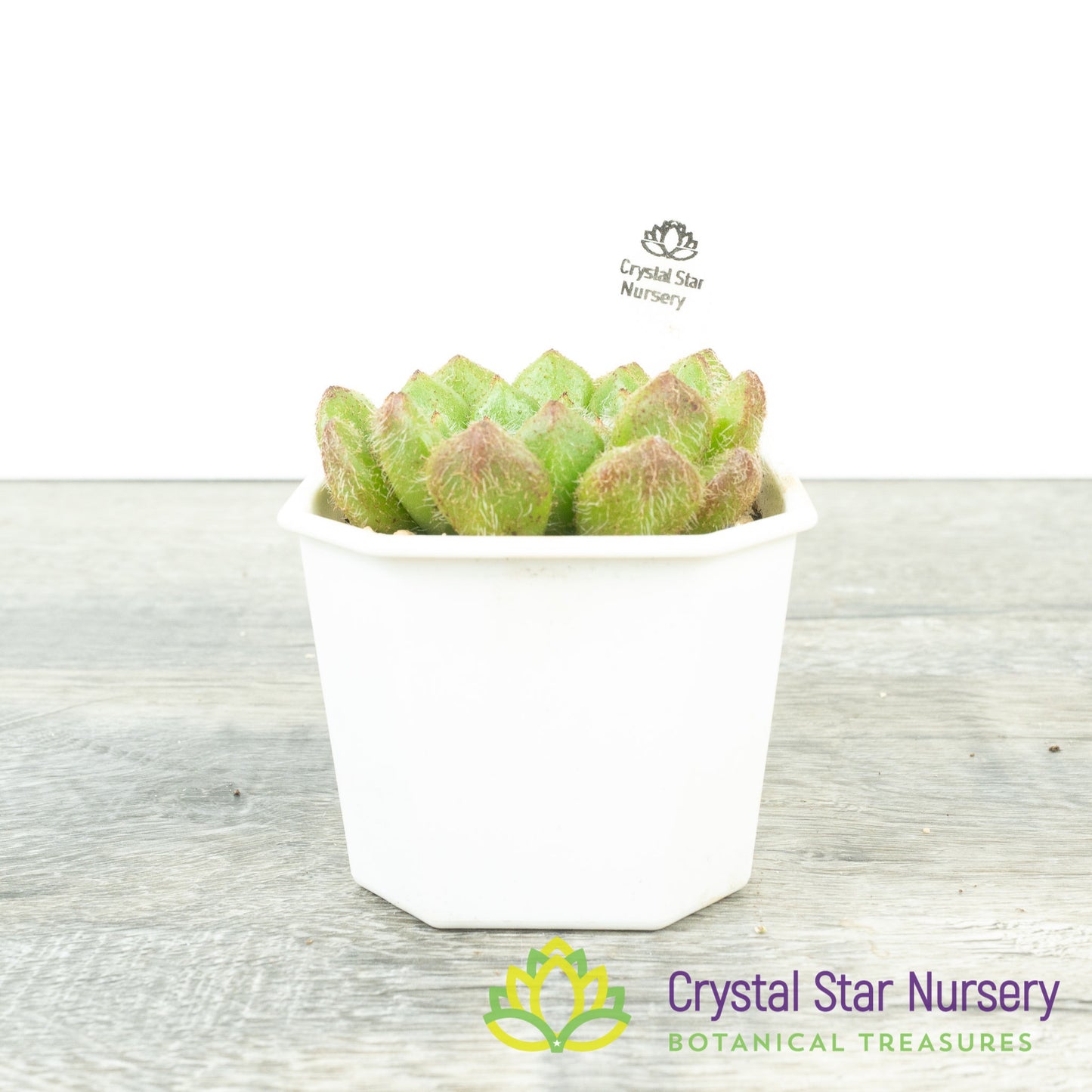 Echeveria 'Huang Jin Guo'