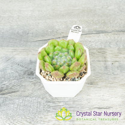 Echeveria 'Huang Jin Guo'
