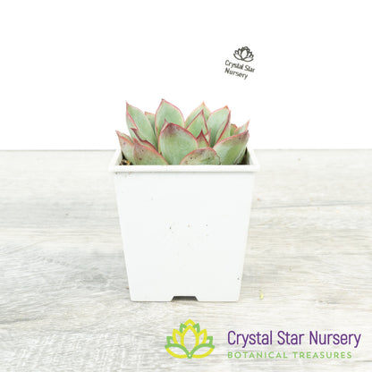 Echeveria 'Moon Goddess'