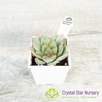 Echeveria 'Moon Goddess'
