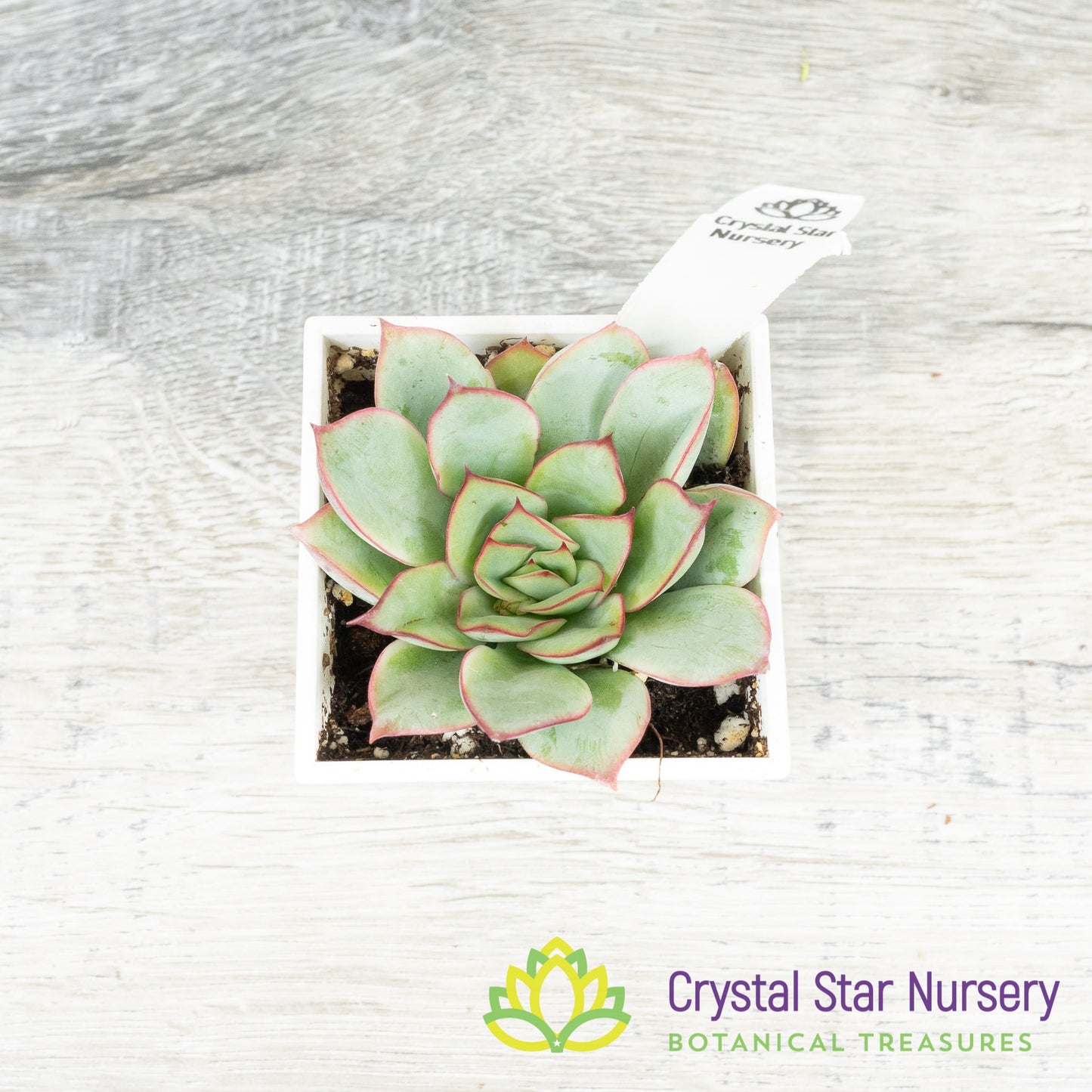 Echeveria 'Moon Goddess'