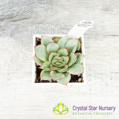 Echeveria 'Moon Goddess'