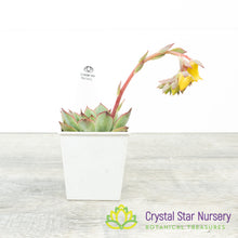 Echeveria 'Moon Goddess'