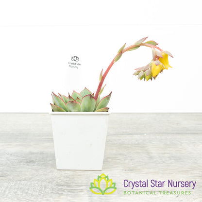 Echeveria 'Moon Goddess'
