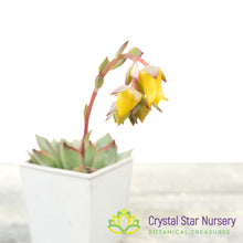 Echeveria 'Moon Goddess'