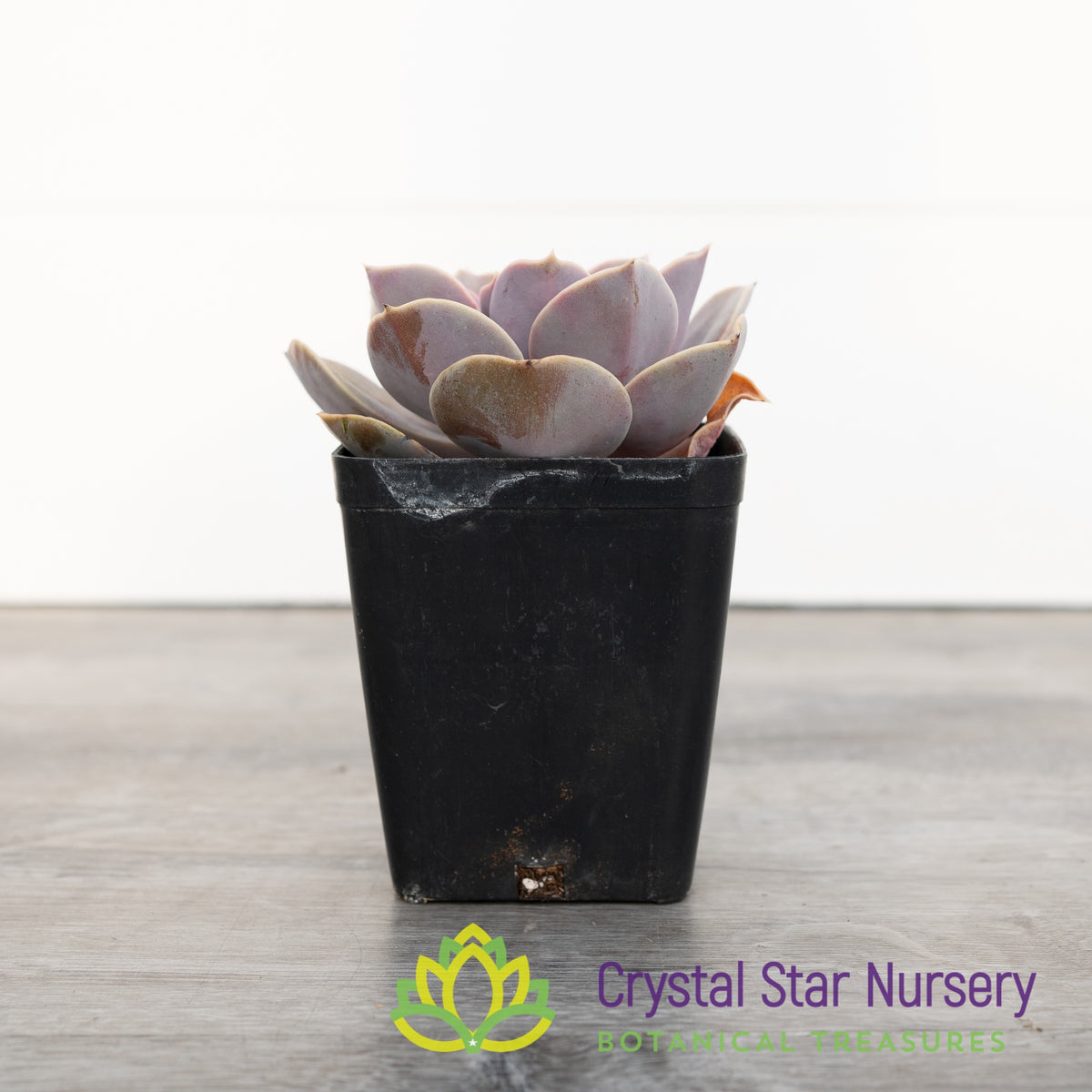Echeveria &#39;Perle von Nurnberg&#39;