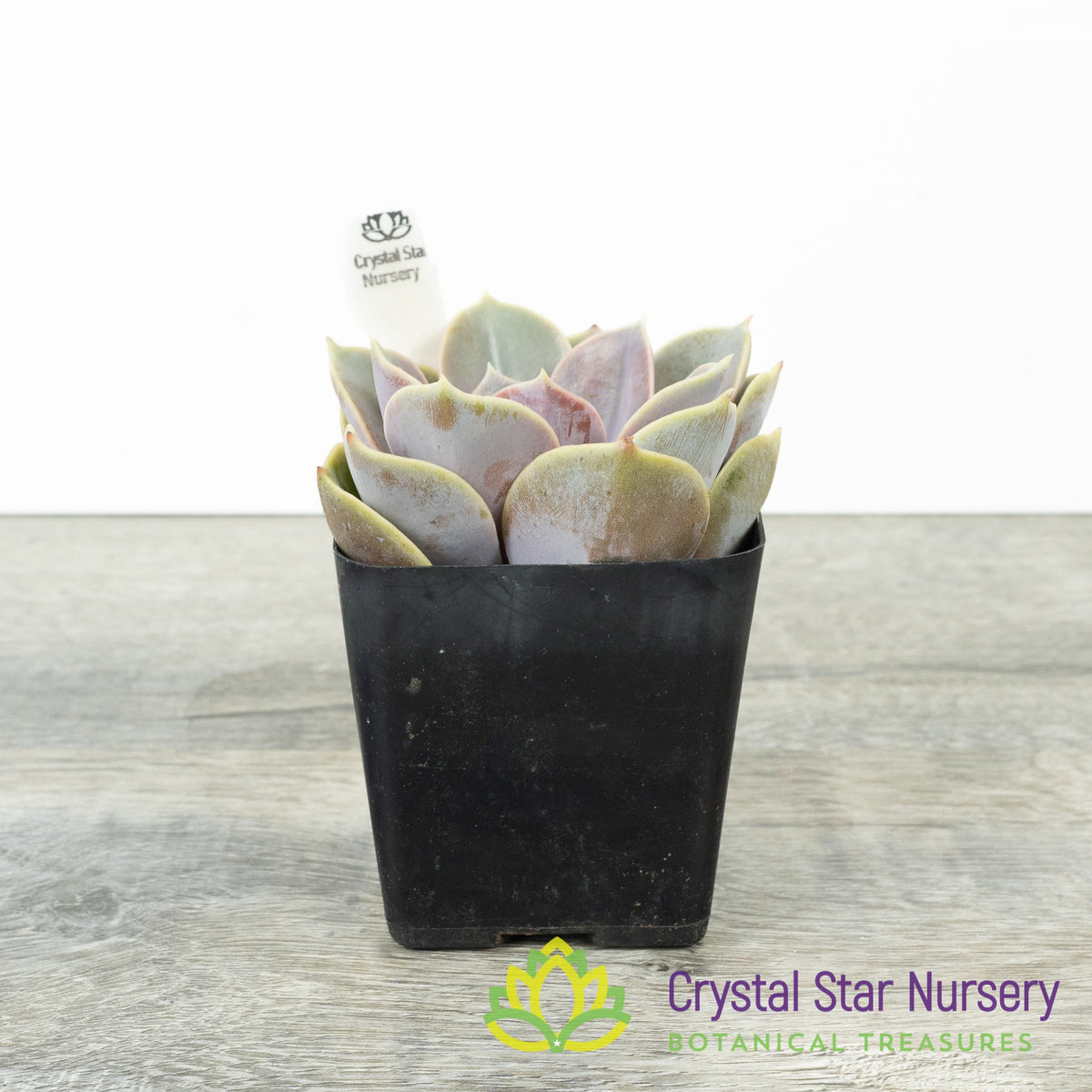 Echeveria 'Perle von Nurnberg'