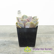 Echeveria 'Perle von Nurnberg'