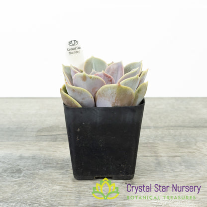 Echeveria 'Perle von Nurnberg'
