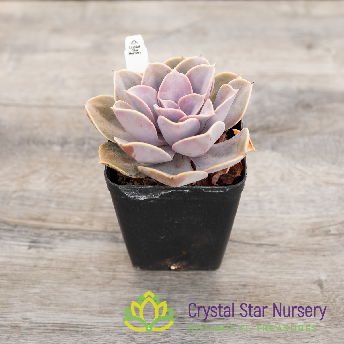 Echeveria &#39;Perle von Nurnberg&#39;