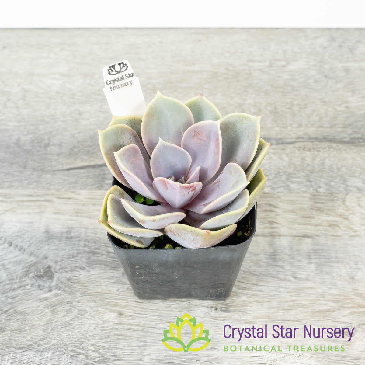 Echeveria 'Perle von Nurnberg'