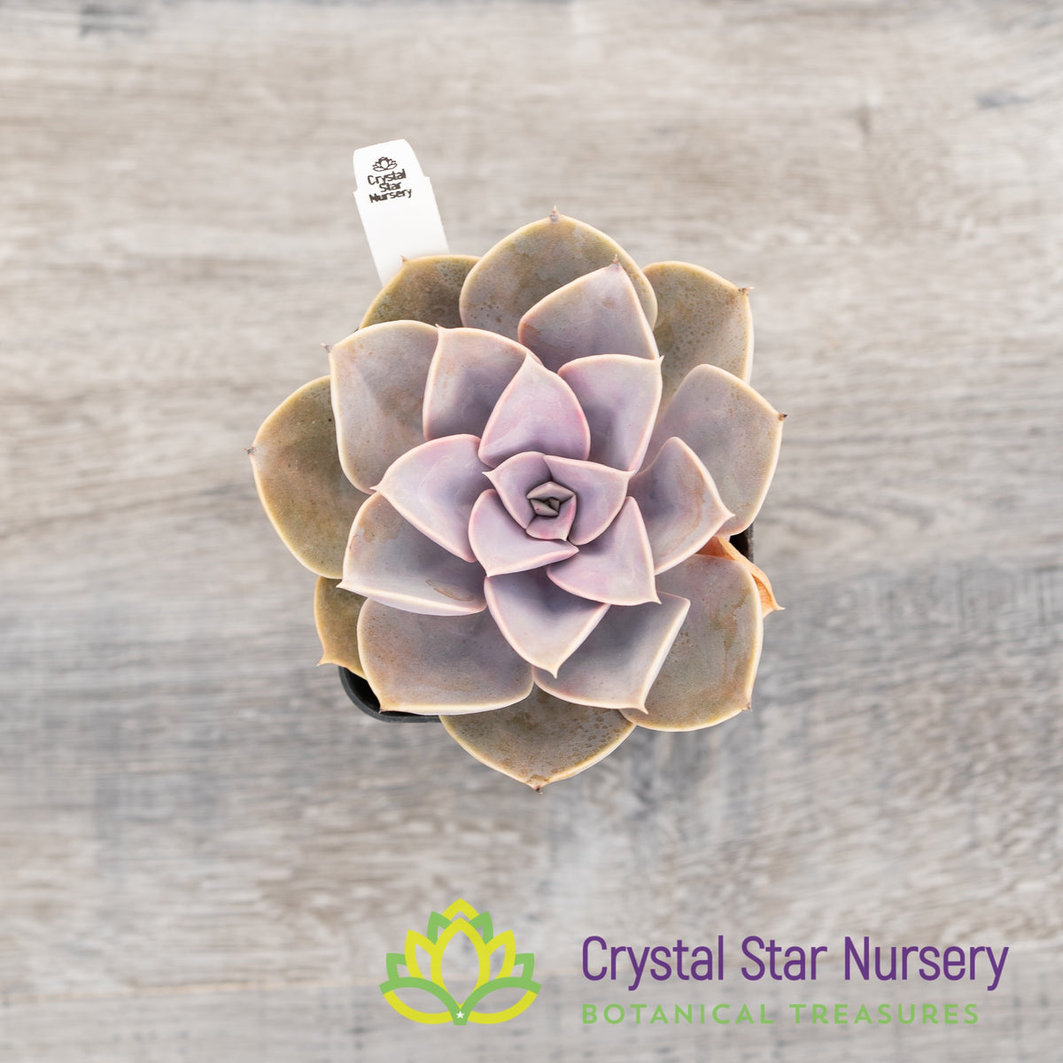Echeveria &#39;Perle von Nurnberg&#39;