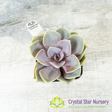 Echeveria 'Perle von Nurnberg'