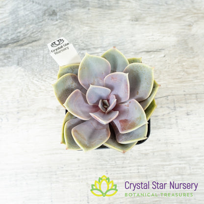 Echeveria 'Perle von Nurnberg'