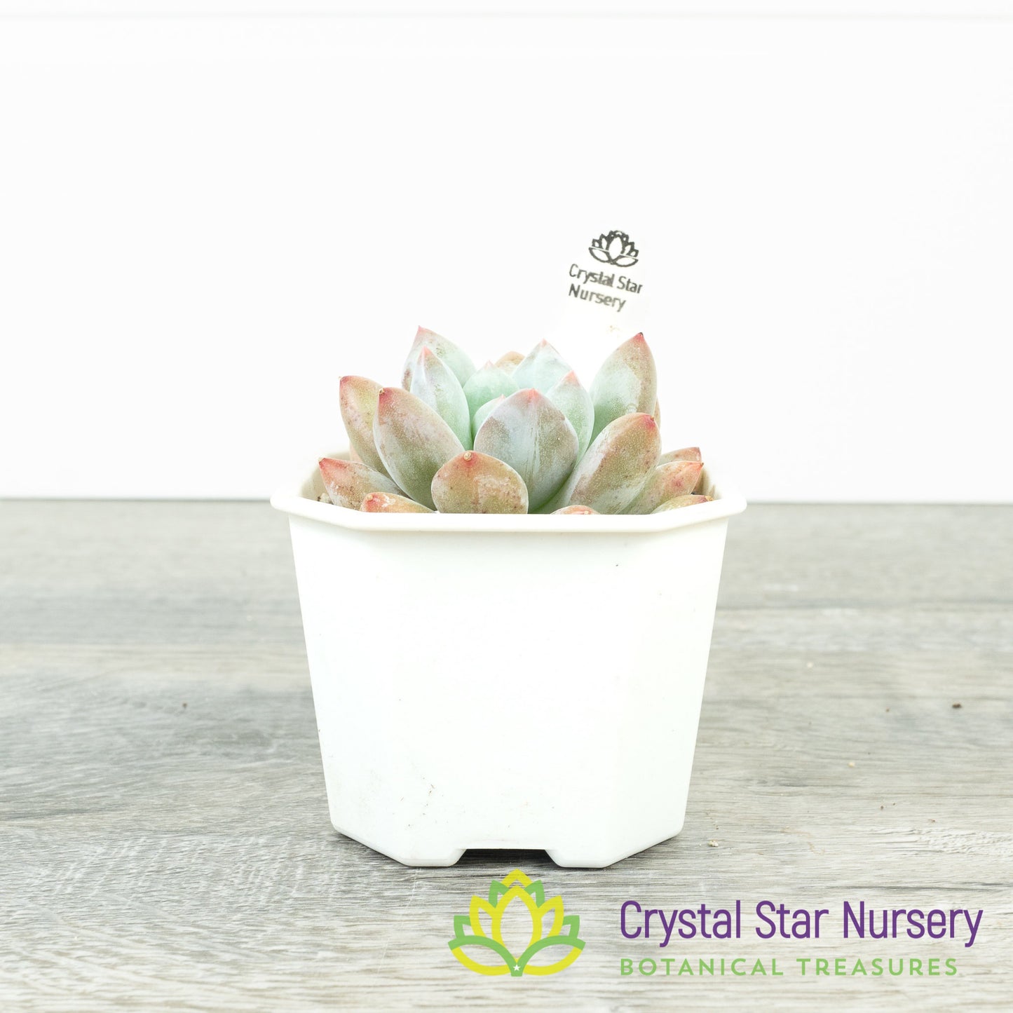 Echeveria 'Pink Litchi'