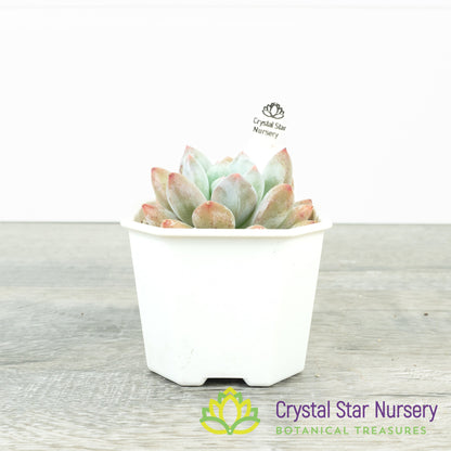 Echeveria 'Pink Litchi'