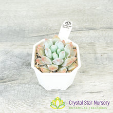 Echeveria 'Pink Litchi'