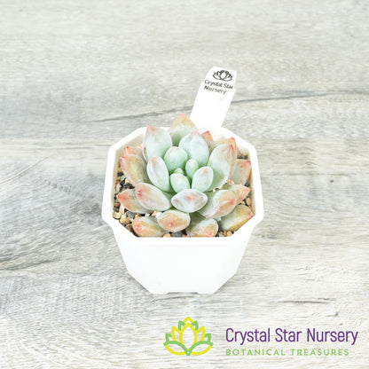 Echeveria 'Pink Litchi'