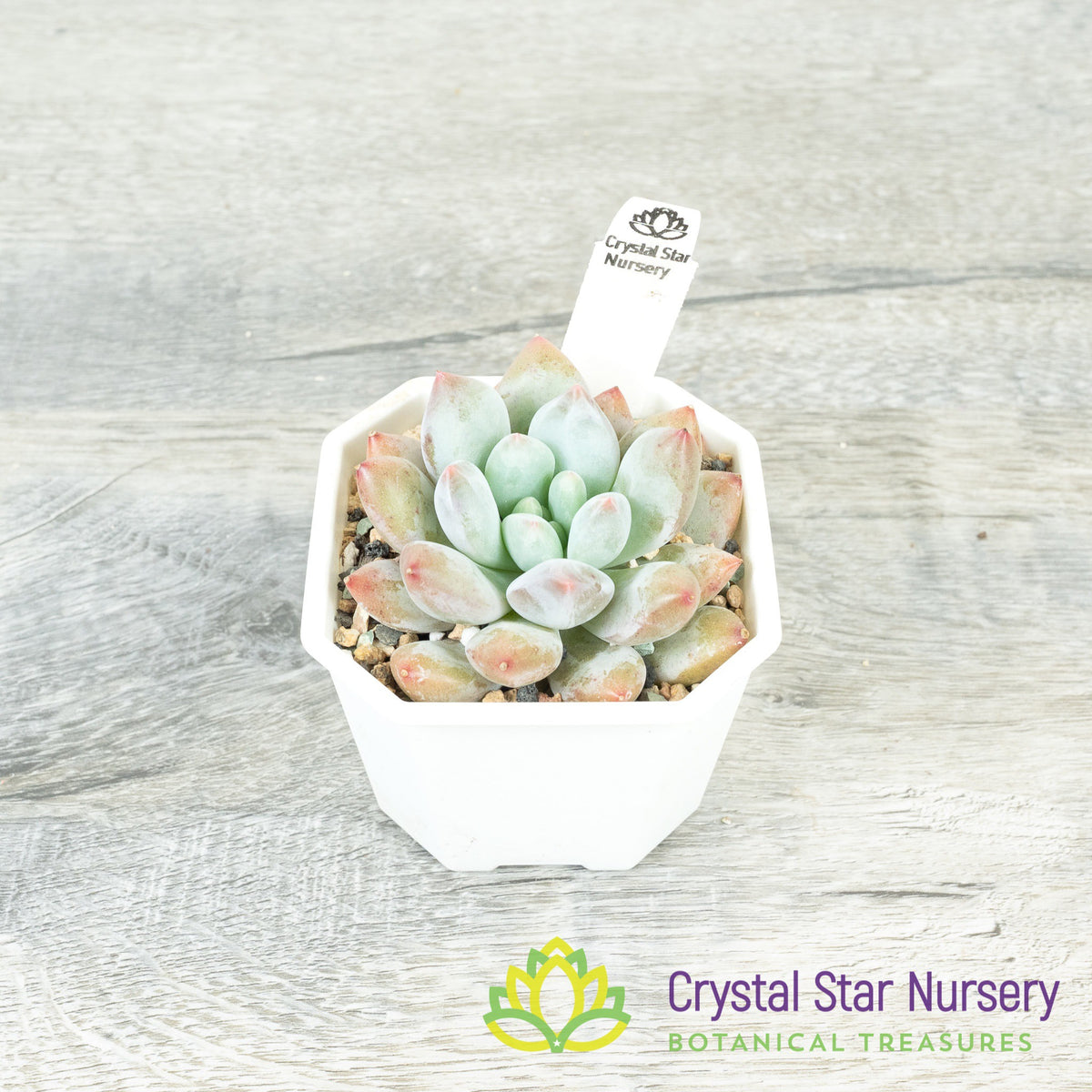 Echeveria &#39;Pink Litchi&#39;