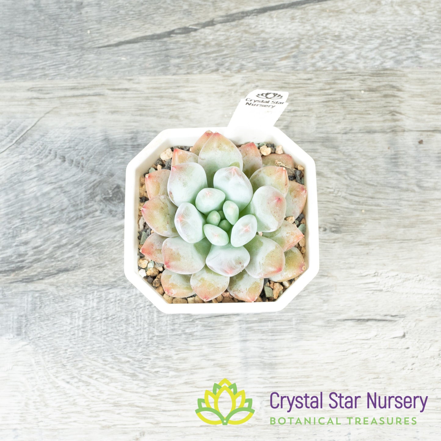 Echeveria 'Pink Litchi'