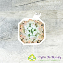 Echeveria 'Pink Litchi'