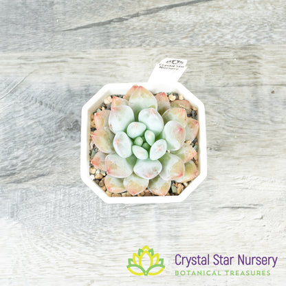 Echeveria 'Pink Litchi'