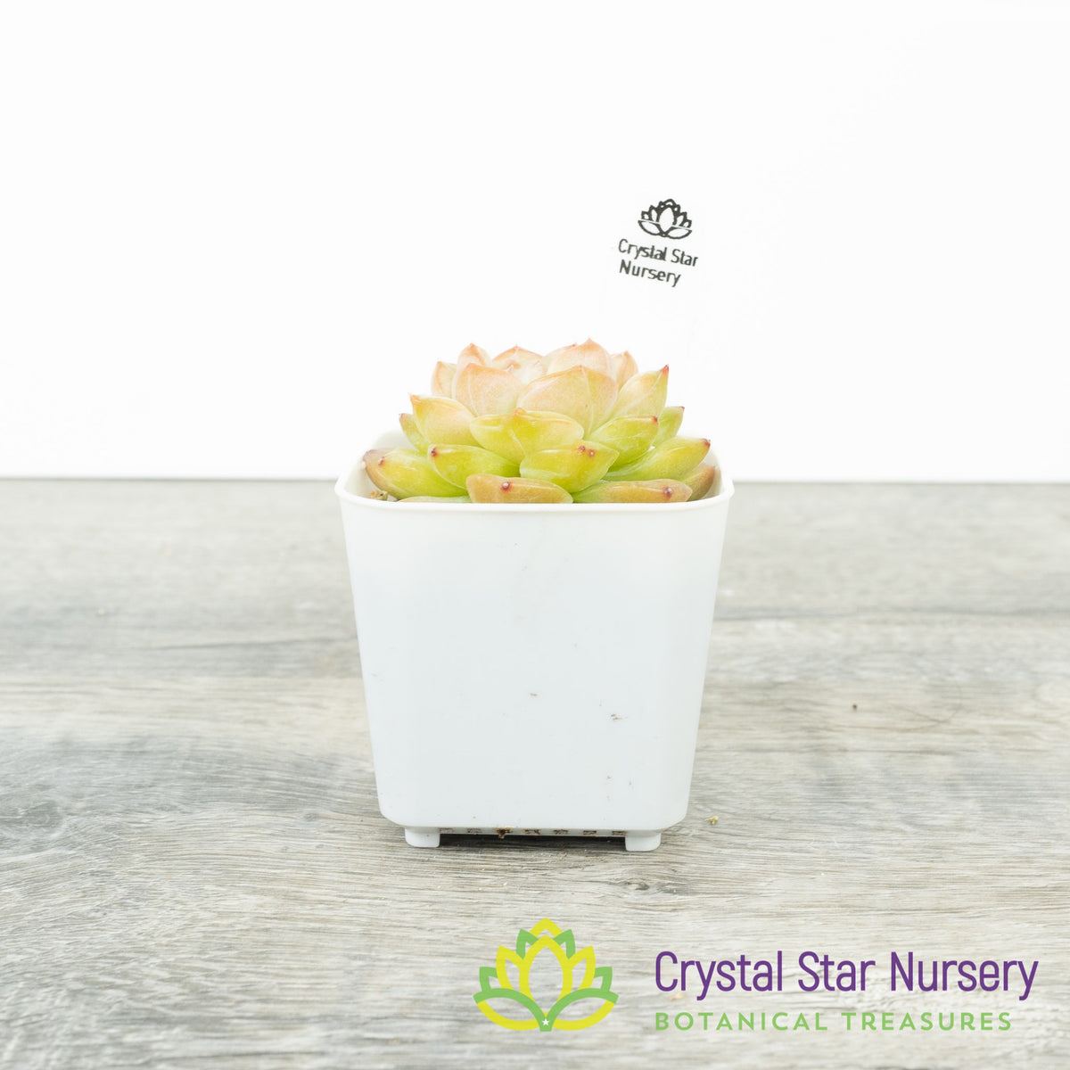 Echeveria &#39;Sugar Heart&#39;