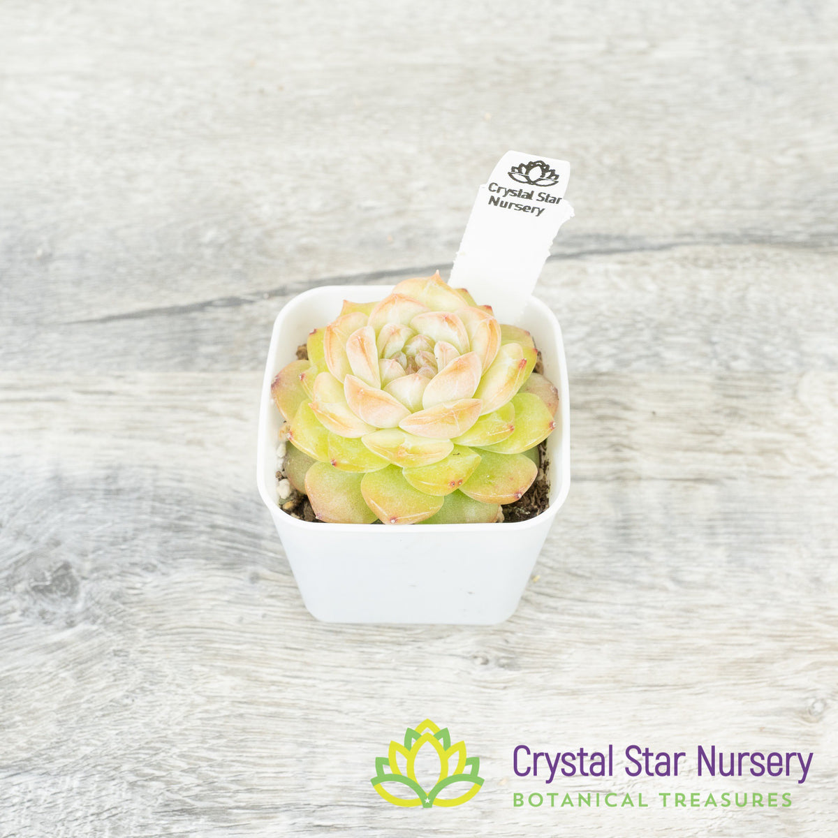 Echeveria &#39;Sugar Heart&#39;