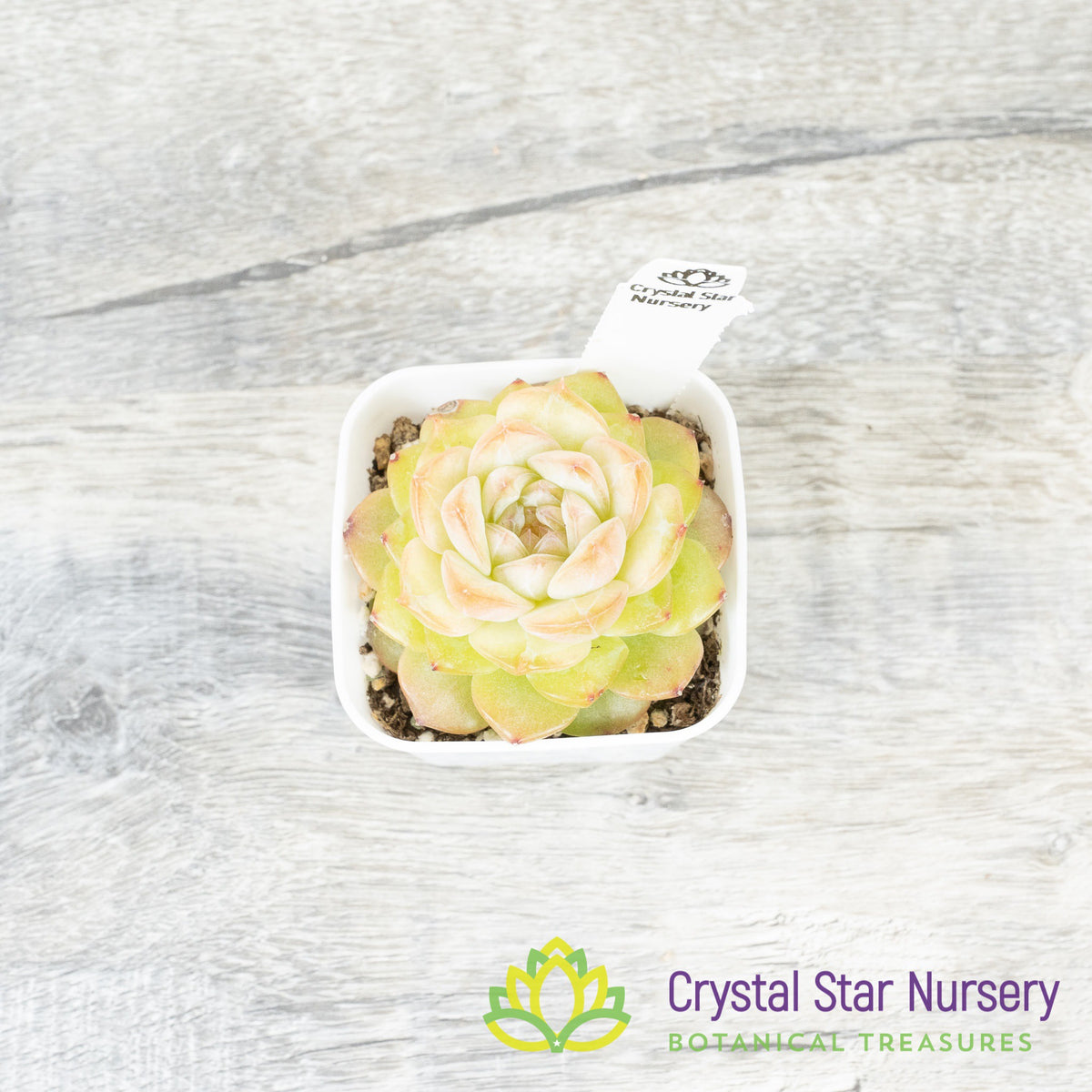 Echeveria &#39;Sugar Heart&#39;