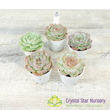 Echeveria 'Sugar Heart' Hybrid