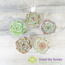 Echeveria 'Sugar Heart' Hybrid