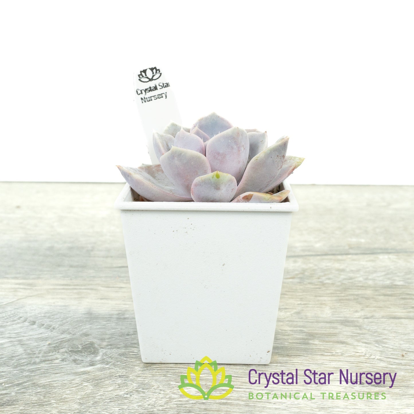 Echeveria 'Tynie Burger'