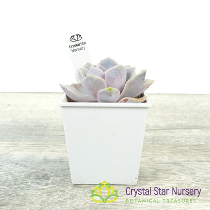 Echeveria 'Tynie Burger'