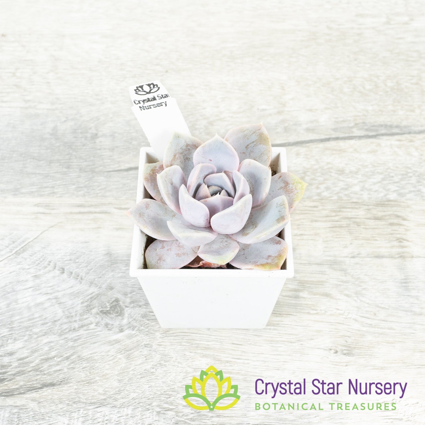Echeveria 'Tynie Burger'