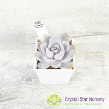 Echeveria 'Tynie Burger'