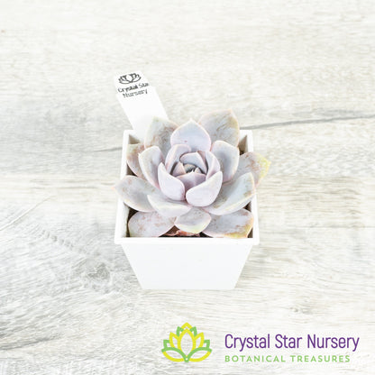 Echeveria 'Tynie Burger'