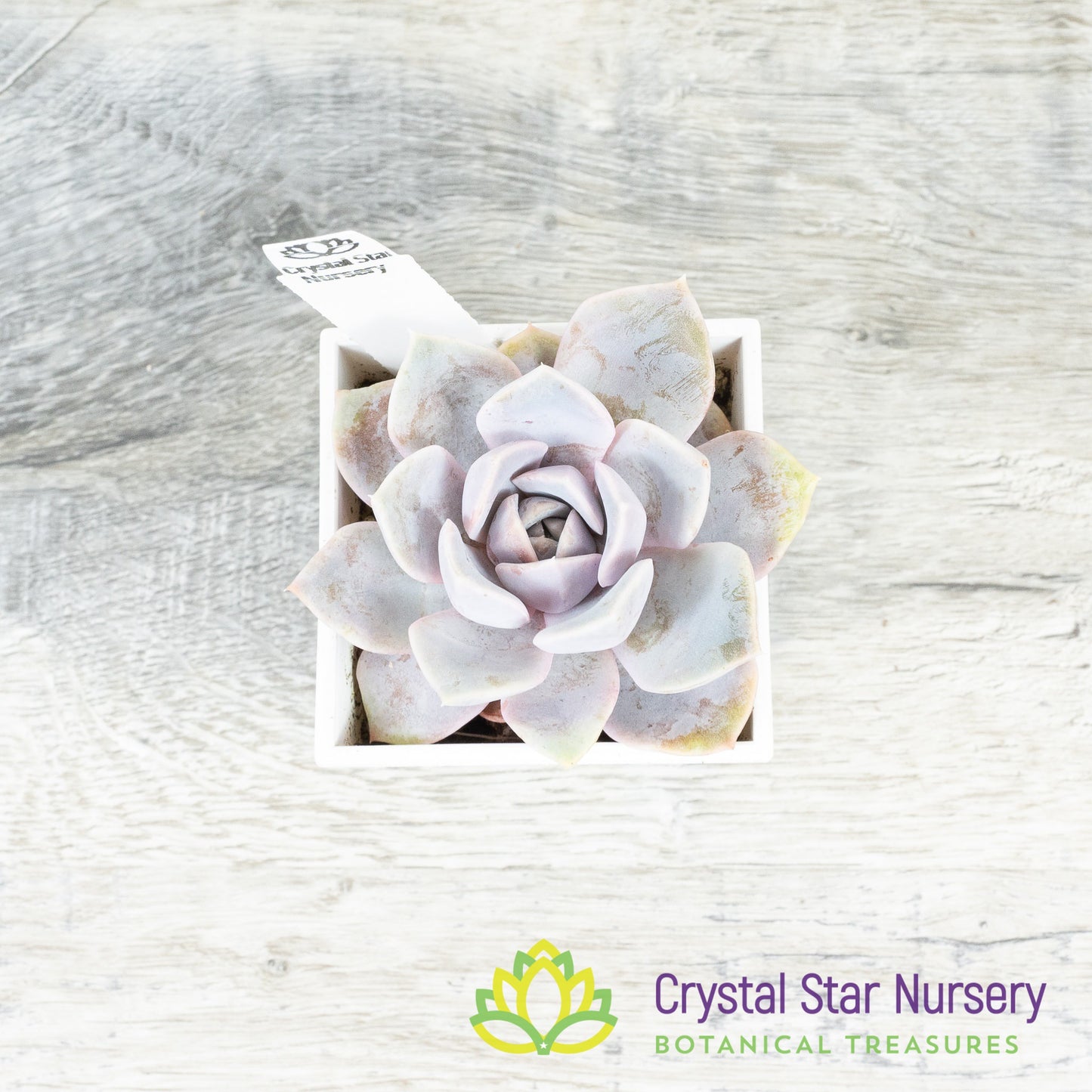 Echeveria 'Tynie Burger'
