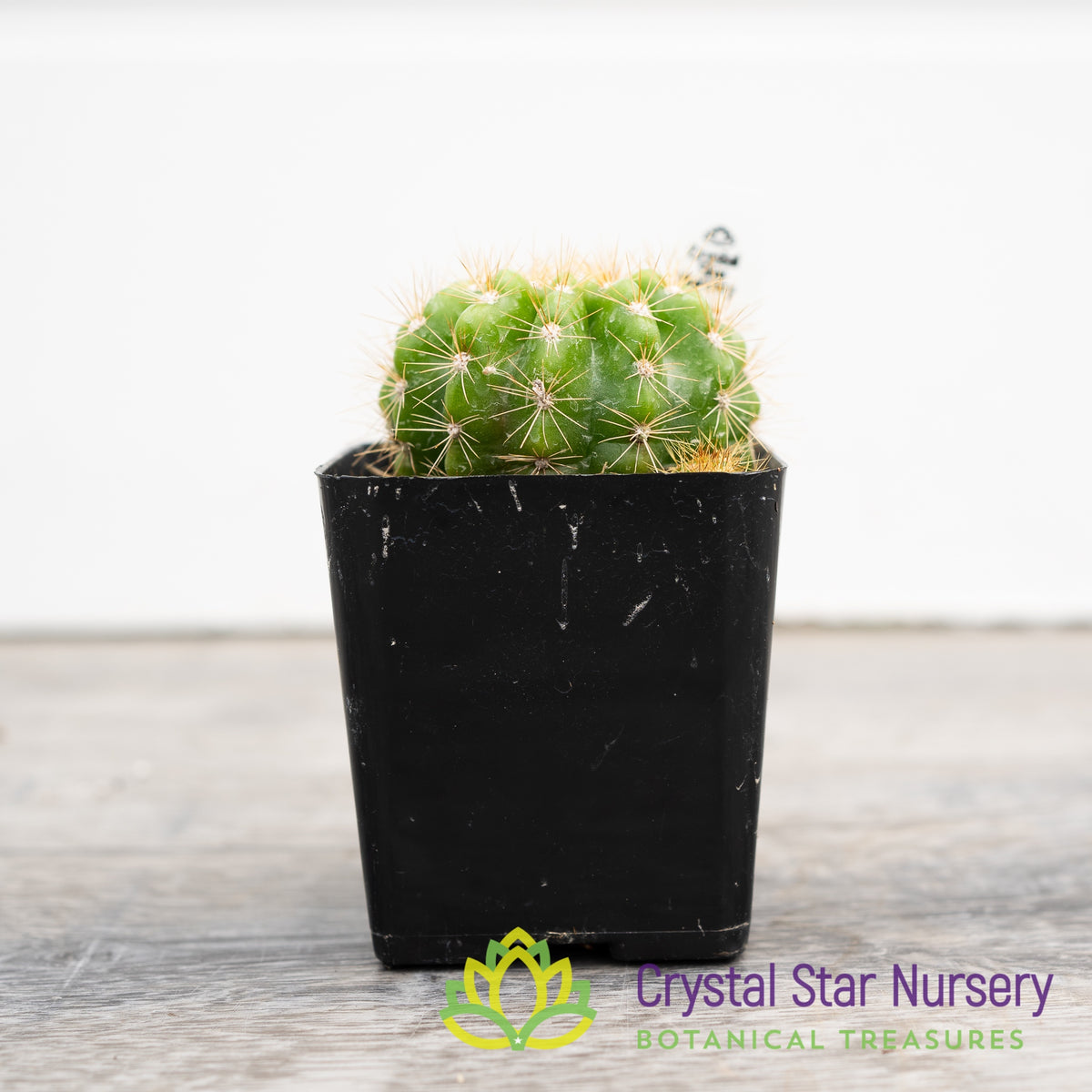 Echinopsis Calochlora