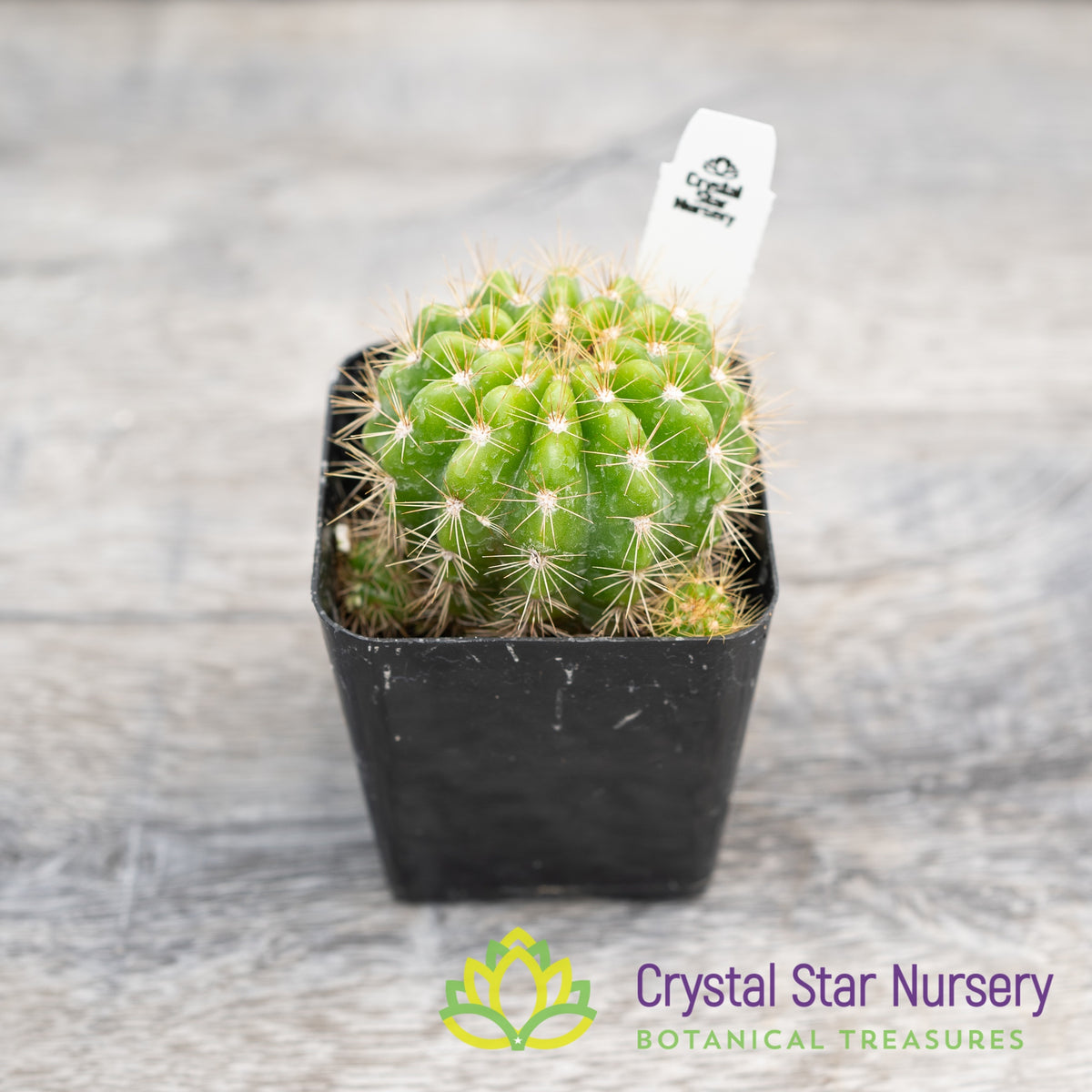 Echinopsis Calochlora