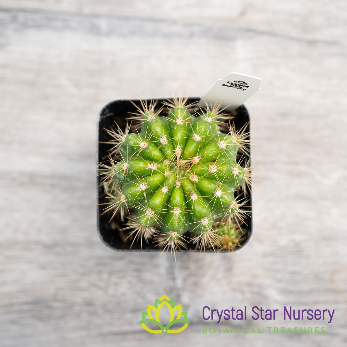 Echinopsis Calochlora