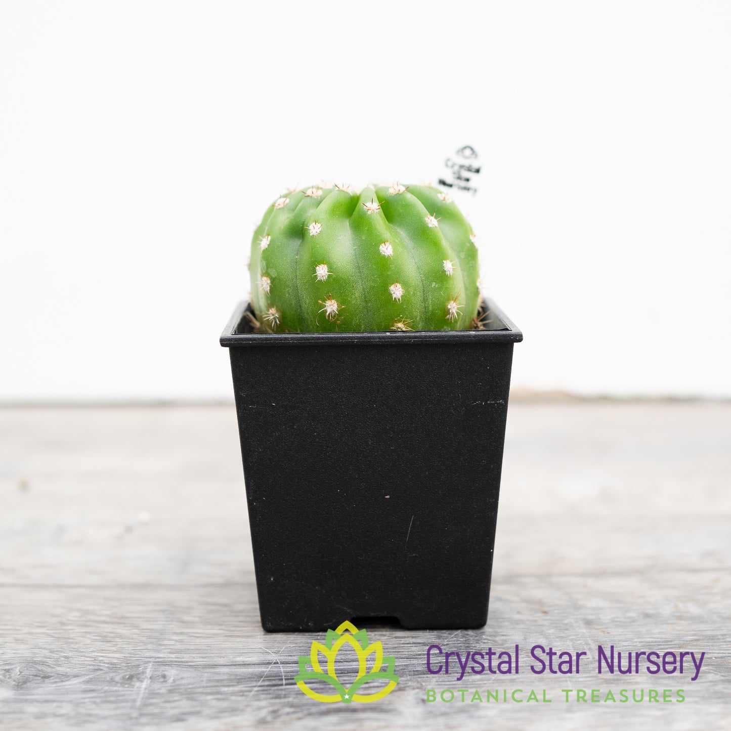 Echinopsis Subdenudata